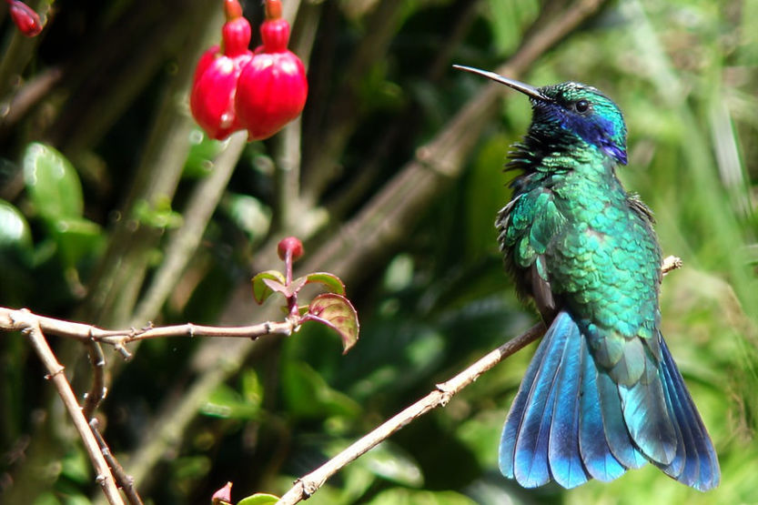 Colibri Bogotá Colombia